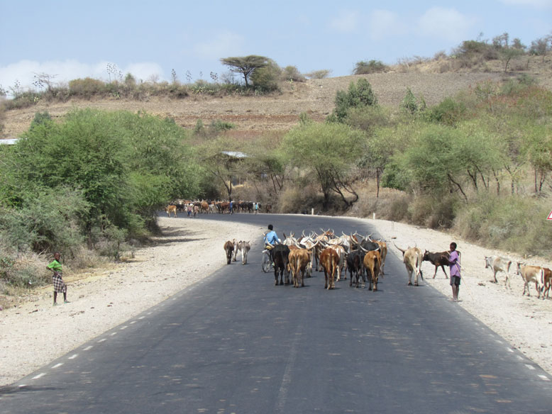 constantes cruces de ganado